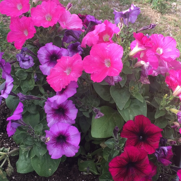 Meet your Posher, Amanda - Picture 1 of 1